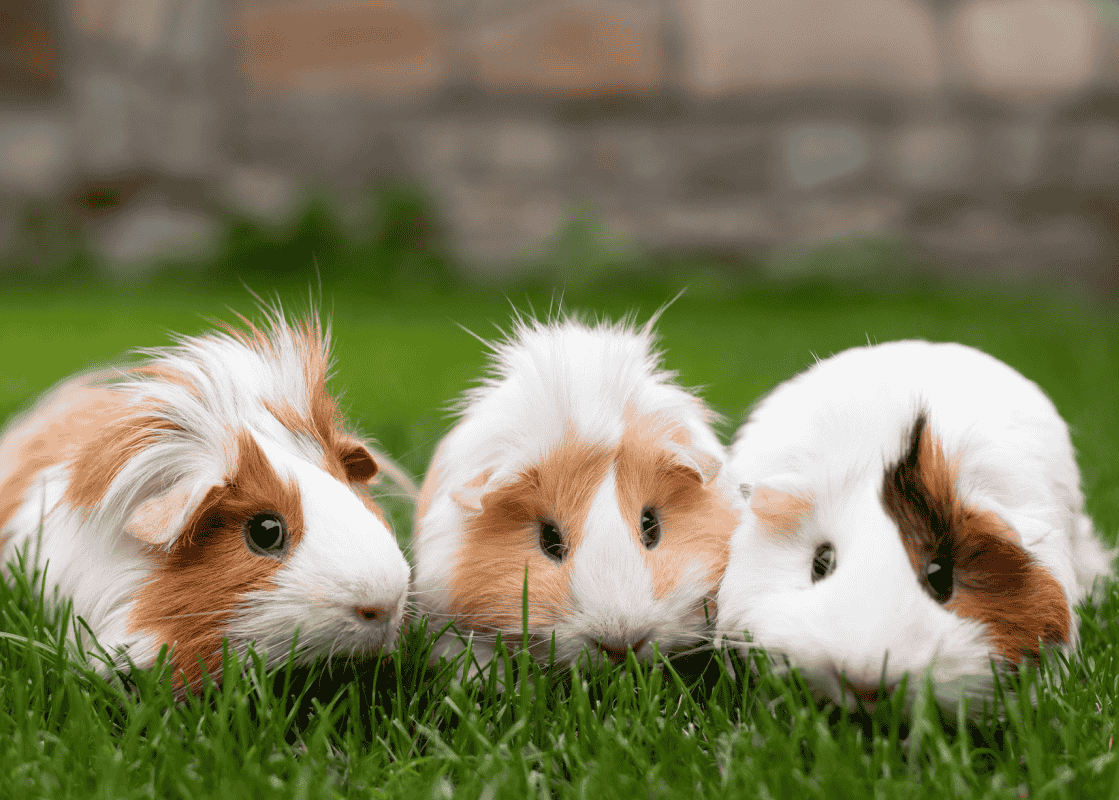 Rabbit