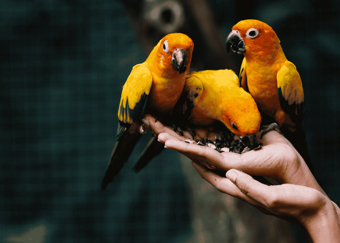 Birds