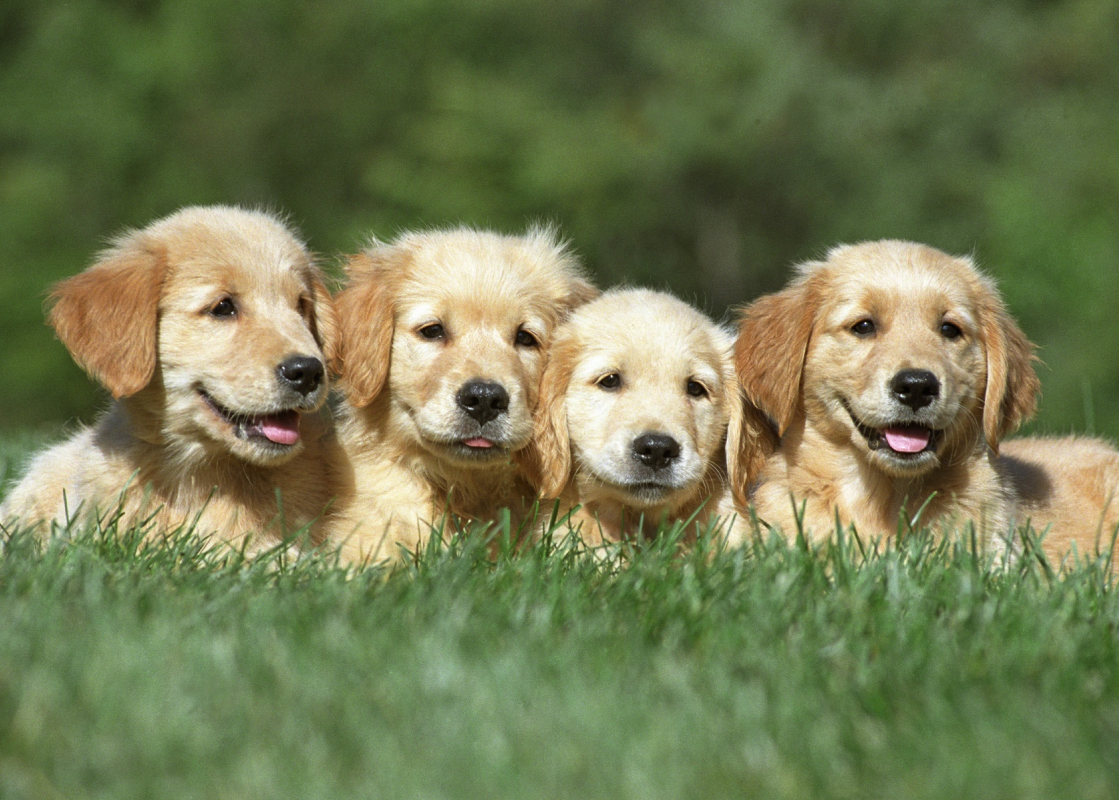 Dogs and Puppies