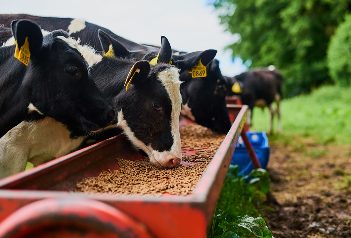 The Rise of Organic Living: Why Choosing Organic Matters