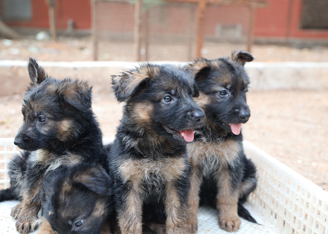 Country Dogs and Puppies